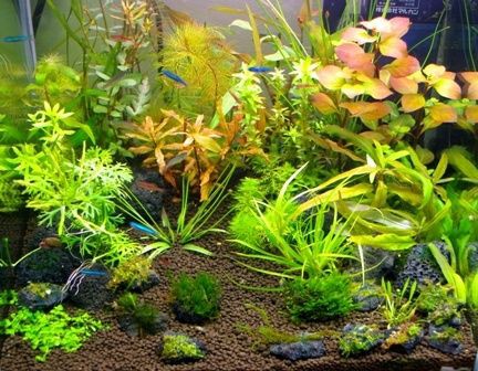 管理用タグ水草水中葉水上葉アクアリウムアクアリウム用品 管理用タグ水草水中葉水上葉アクアリウムアクアリウム用品