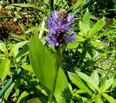 Aquatic Plants of China、中国水生植物図鑑 🌊解锁水下世界！含章·图鉴系列：116种水生植物辨识与生长习性速