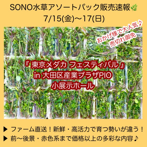 SONO水草パック販売速報（2022.7/15～17：東京メダカフェスティバル） : SONOアクアプランツファーム水草・海藻情報局