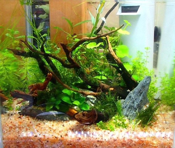 水草アソートパックの販売速報 メイクマン浦添本店 H29 6 1 Sonoアクアプランツファーム水草情報局