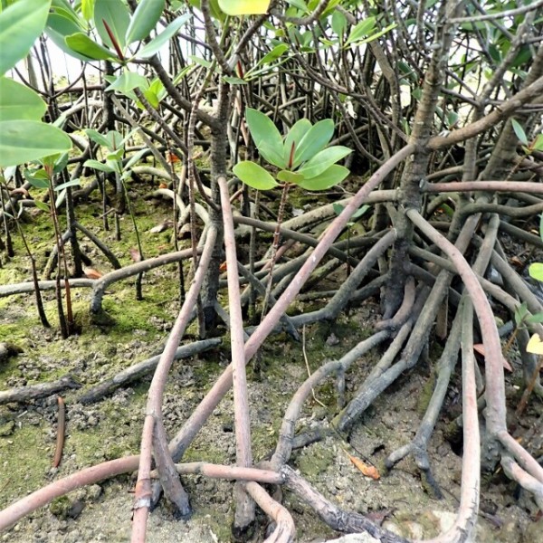 マングローブ樹の楽しみ方 育て方 For アクアリウム Sonoアクアプランツファーム水草情報局