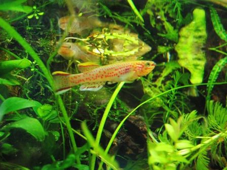 Q 水草育成用の肥料や炭酸ガスは魚やエビに無害ですか Sonoアクアプランツファーム水草情報局