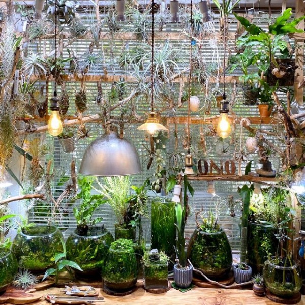 アクアリウムはインテリア ～Natural-Lamp～ : SONOアクアプランツ