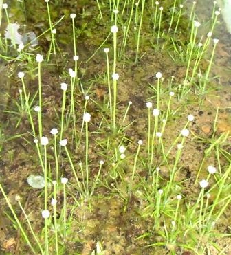 Eriocaulon.sp.parkeri ホシクサsp parkeri 水上株 水草図鑑 『ホシクサ属の仲間 Eriocaulon sp．』 : SONOアクア