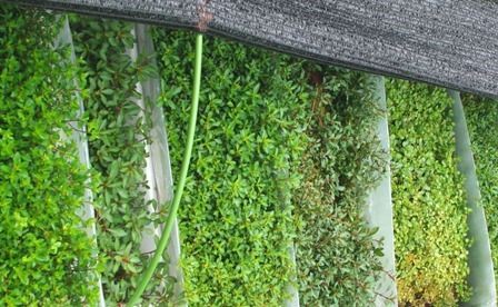 Q 出荷する水草にスネールやプラナリア コケ等の混入の可能性はありますか Sonoアクアプランツファーム水草情報局