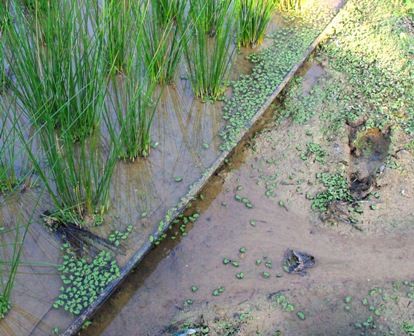 守りたい水辺の自然 水田やその周辺用水路の自然 In 沖縄 Sonoアクアプランツファーム水草情報局