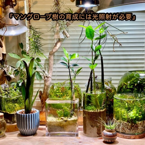 マングローブ樹の楽しみ方＆育て方 for アクアリウム : SONOアクア