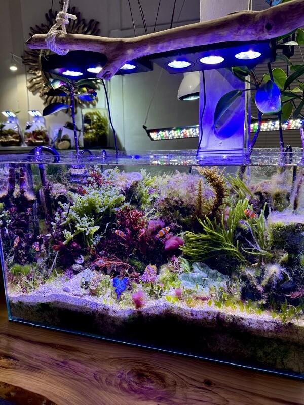 ローカル海藻に魅了されて : SONOアクアプランツファーム水草・海藻情報局
