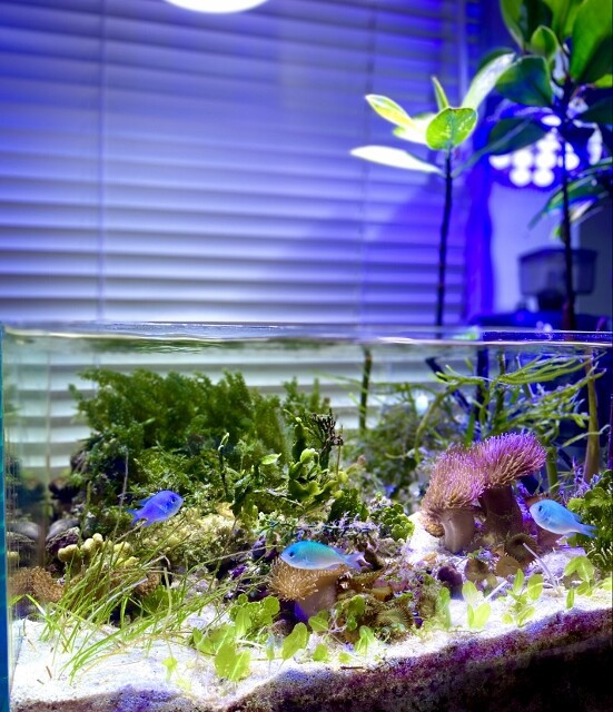 Gexコンテストにインリーフタンクで参加した想い Sonoアクアプランツファーム水草情報局