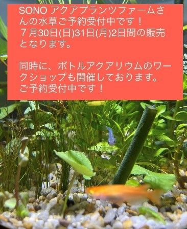 約180cm水槽 9月1日までの価格となります。（再募集）