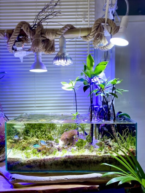 Gexコンテストにインリーフタンクで参加した想い Sonoアクアプランツファーム水草情報局