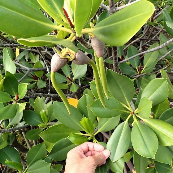 マングローブ樹の楽しみ方 育て方 For アクアリウム Sonoアクアプランツファーム水草情報局