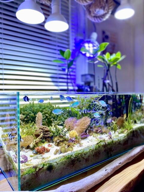 Low水槽の魅力 : SONOアクアプランツファーム水草・海藻情報局