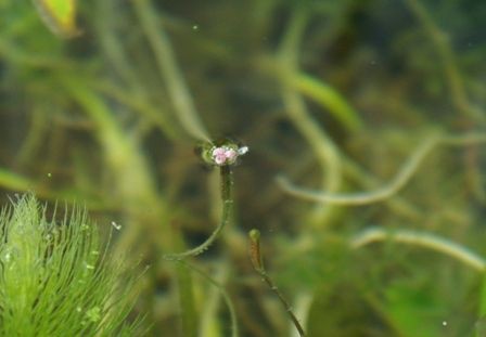 水草の 花 図鑑 トチカガミ科 Sonoアクアプランツファーム水草情報局
