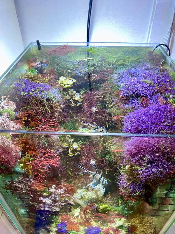 海藻宝石箱 ～May the Seaweed be with you.～ : SONOアクアプランツ