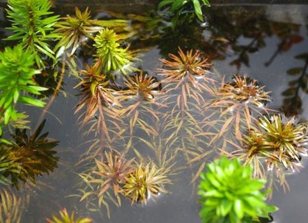 水草図鑑 パンタナル レッドピンネイト Ludwigia Inclinata Var Verticiliiata Sonoアクアプランツファーム水草情報局