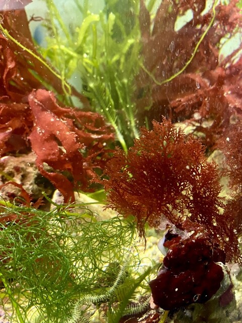 海藻　紅藻　などの４セット 紅藻コレクション : SONOアクアプランツファーム水草・海藻情報局