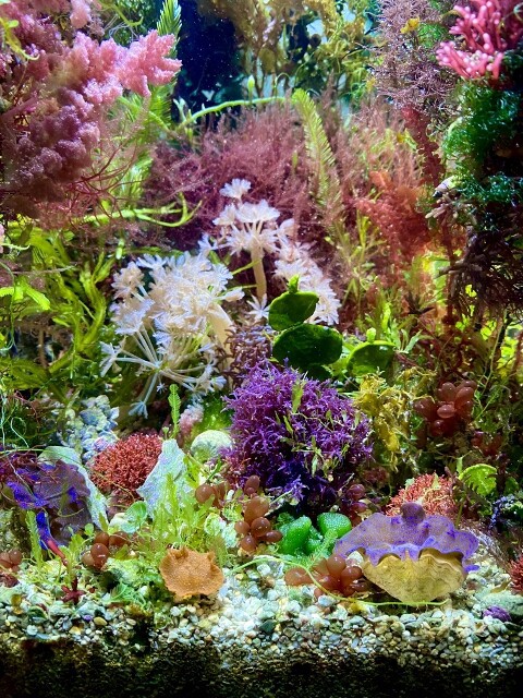 海藻の色上げを楽しむ 〜海藻育成のネクストステージ〜 : SONOアクア