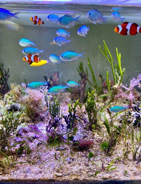 プロに聞いた海草を育てるポイント Sonoアクアプランツファーム水草情報局