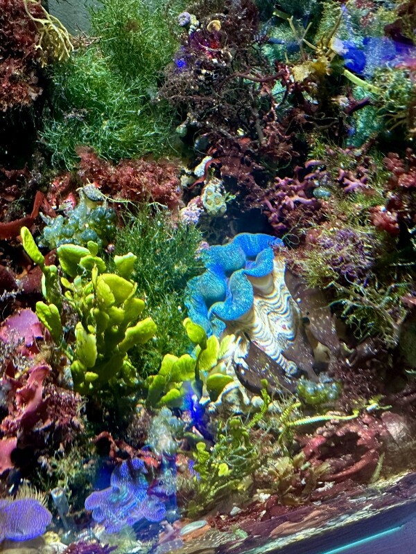 海藻版オールドタンクシンドロームとハイパーMKメソッド : SONOアクア