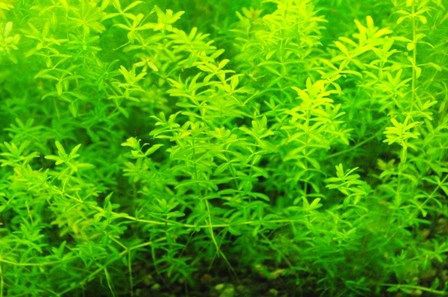 水草図鑑 パールグラス Hemianthus Micranthemoides Sonoアクアプランツファーム水草情報局