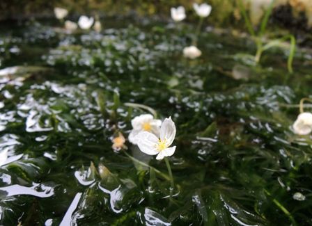 水草の 花 図鑑 トチカガミ科 Sonoアクアプランツファーム水草情報局
