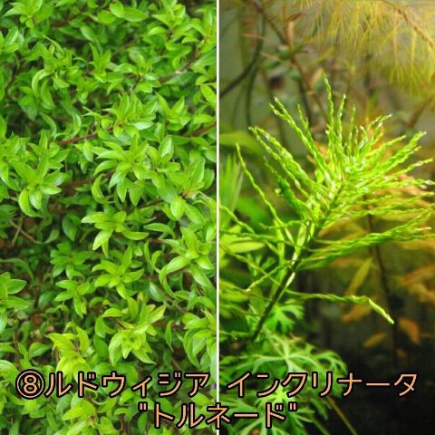 てなグッズや ルドウィジアsp インクリナータキューバ 水中葉 8 15cm前後 2本 魚用品 水草
