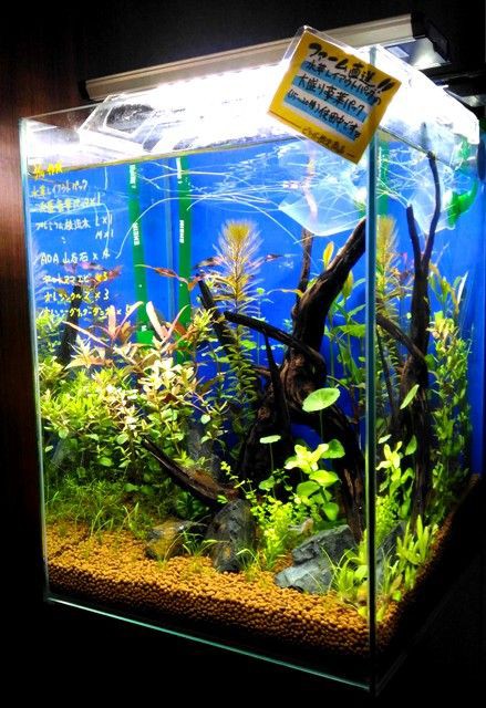 早い者勝ち♪ ったらしい ADA ブランチウッド 6個 まとめ売り 