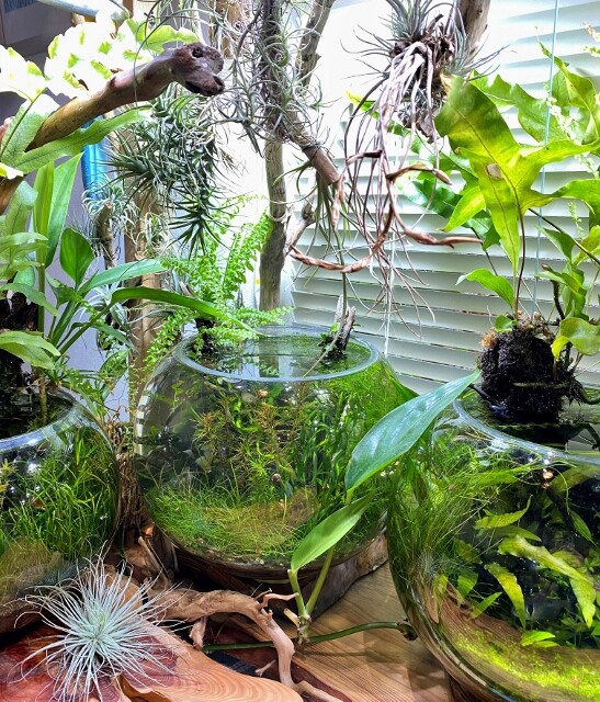 ボトルアクアリウムの水質浄化のアイデア Sonoアクアプランツファーム水草情報局