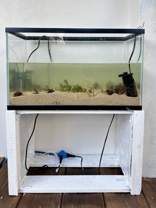アクアリウムはずっと面白い : SONOアクアプランツファーム水草・海藻