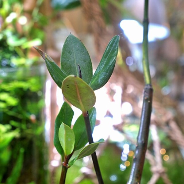 マングローブ樹の楽しみ方 育て方 For アクアリウム Sonoアクアプランツファーム水草情報局