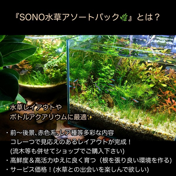 SONO水草パック販売速報！(2024年7/4～：福岡市 はなひより様) : SONO