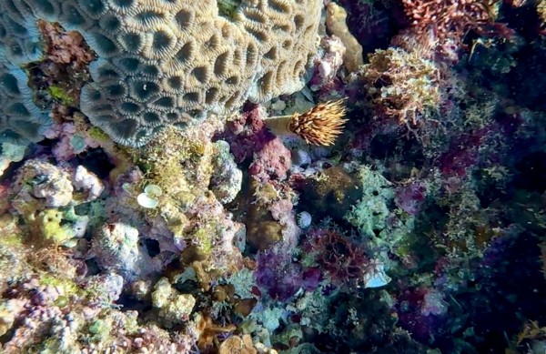 水草 海藻 サンゴ