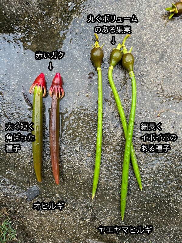 マングローブ樹の楽しみ方＆育て方 for アクアリウム : SONOアクア