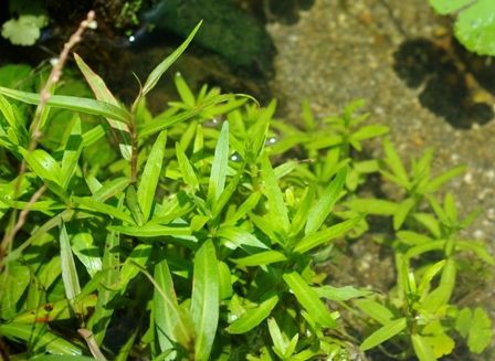 Q 夏の水温上昇とともに水草の元気が無くなってきました 原因と対処方法は Sonoアクアプランツファーム水草情報局