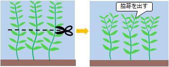 ｑ 有茎水草が伸び過ぎています どのようにトリミングをすればいいでしょうか Sonoアクアプランツファーム水草情報局