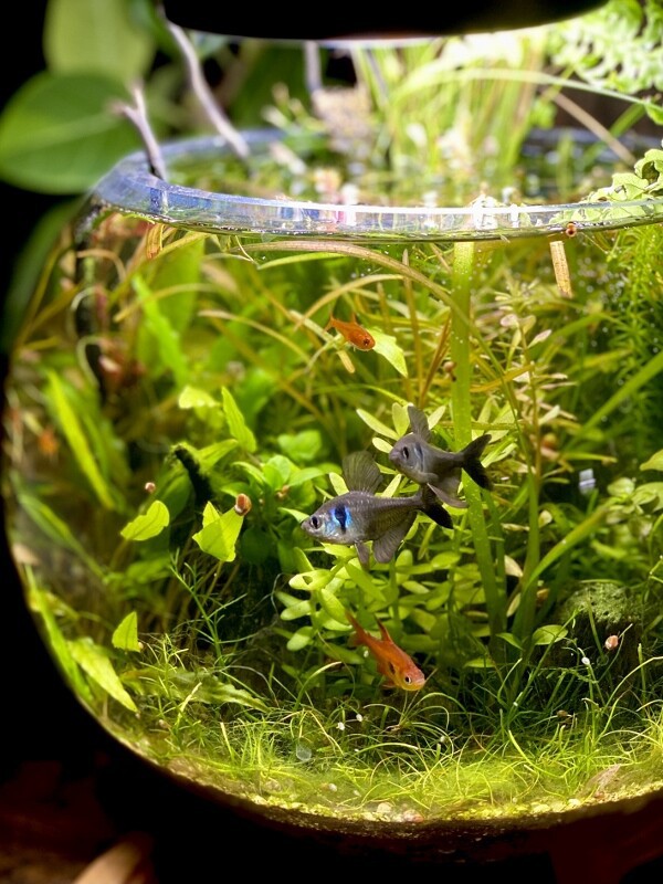 ブラックスマトラブランチ【BSB098】アクアリウム まとめ買い対応可 水槽