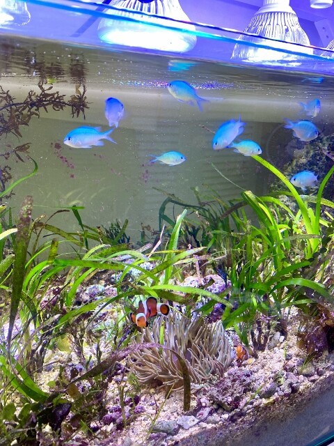 海藻レイアウト水槽の要 有用微生物群を知る Sonoアクアプランツファーム水草情報局