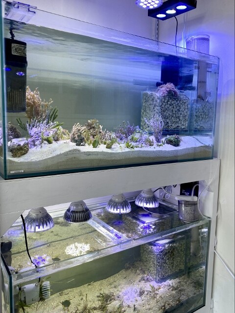 海藻レイアウト水槽の作り方 Sono Method Marine Sonoアクアプランツファーム水草情報局 海藻レイアウト水槽の作り方 Sono Method Marine Sonoアクアプランツファーム水草情報局