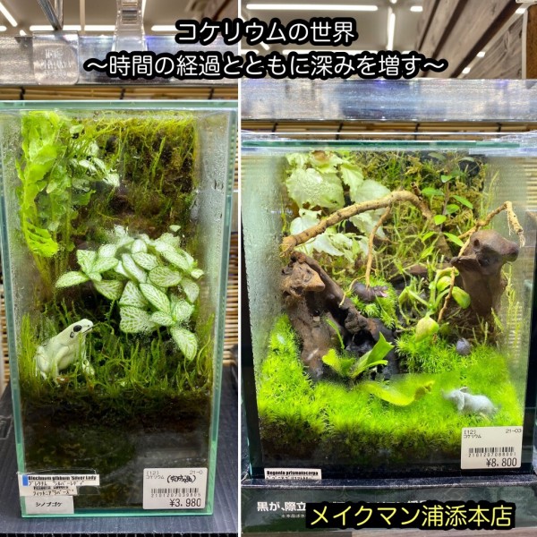 SONO水草パック販売速報(2021.9/22～:メイクマン浦添本店) : SONOアクアプランツファーム水草・海藻情報局