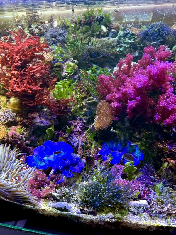 苦労が詰まった紅藻 : SONOアクアプランツファーム水草・海藻情報局