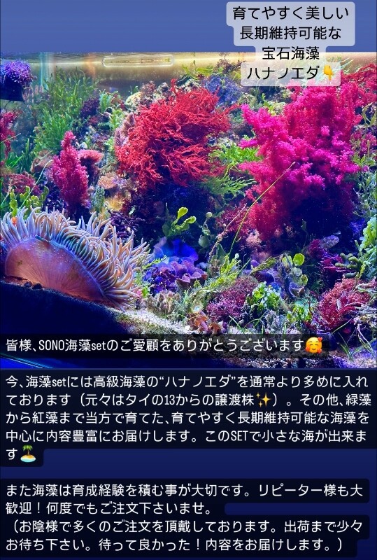 海藻セットとジュズフサノリ（小） 海藻サラダ 国産 乾燥サラダ 7種の海藻 54g (18g×3袋) お得