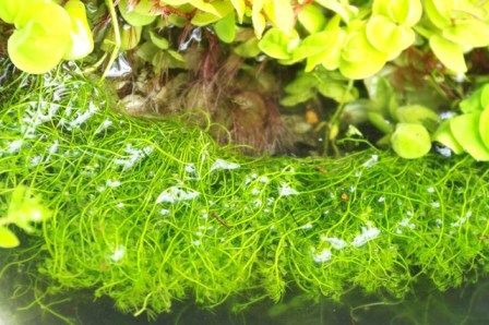 イトタヌキモ Utricularia exoleta : SONOアクアプランツファーム水草