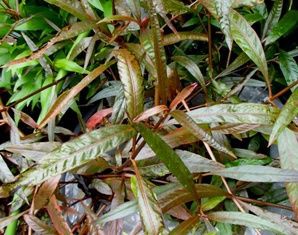 カラフルな水草達 赤色系 水草の紹介part2 Sonoアクアプランツファーム水草情報局