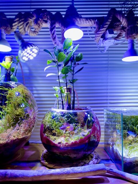 琉球*海のたね 海花マリンセット{Cool} ミリオグラタス フィンランド