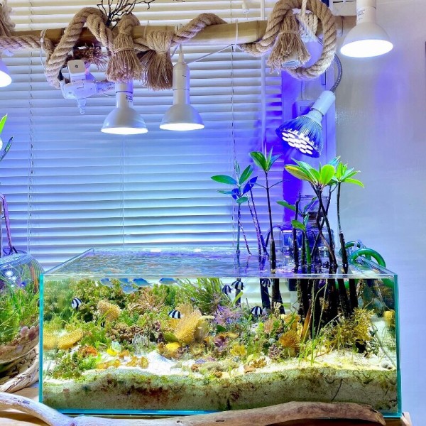 マングローブ樹の楽しみ方＆育て方 for アクアリウム : SONOアクア