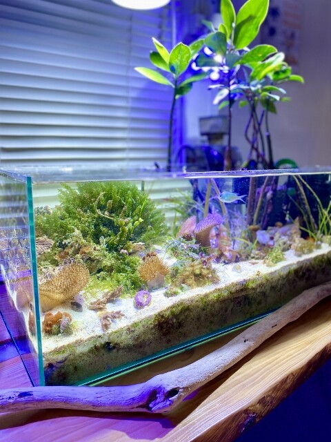 海藻レイアウト水槽ってお金かかるの Sonoアクアプランツファーム水草情報局