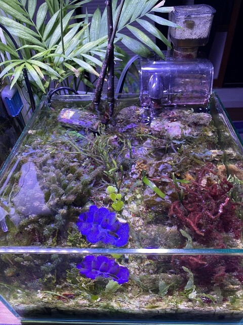 シャコガイ 貝殻 オウギガイ 置物 玄関 アクアリウム 水槽 庭 鉢 観葉植物 シャコガイ 貝殻 オウギガイ 置物 玄関 アクアリウム 水槽 庭 鉢 観葉