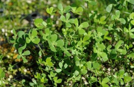 水草図鑑 ヨーロピアンクローバー Sonoアクアプランツファーム水草情報局