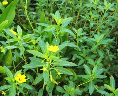 水草図鑑 ミズキンバイ Sonoアクアプランツファーム水草情報局